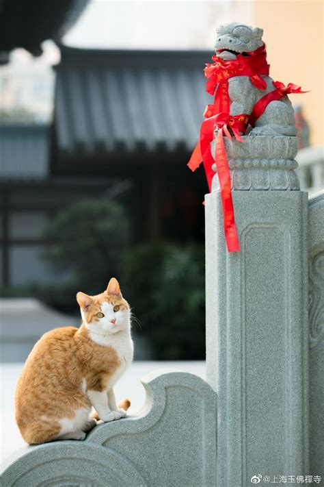 狗狗往生咒|宠物过世后如何帮助它